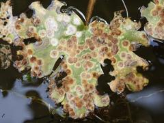 Entyloma ranunculi-repentis