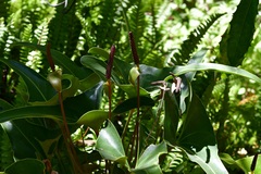 Anthurium cerrobaulense