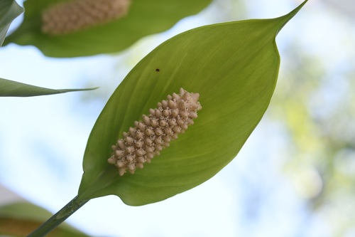 Peace lily (Spathiphyllum cochlearispathum)