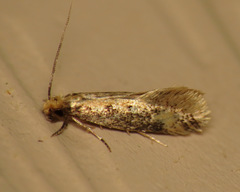 Tinea mandarinella