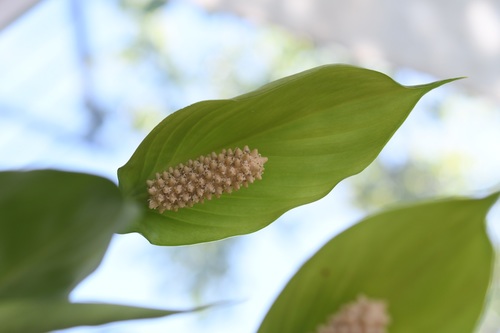 Spathiphyllum cochlearispathum, photograph 2