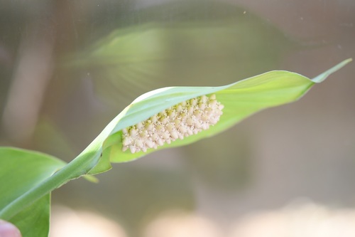 Spathiphyllum cochlearispathum, photograph 3