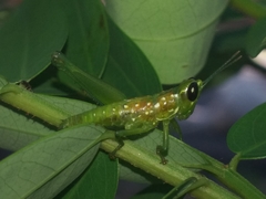 Chloropseustes