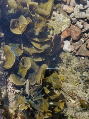 Padina durvillei