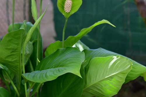 Spathiphyllum cochlearispathum, photograph 4