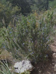 Lithodora fruticosa