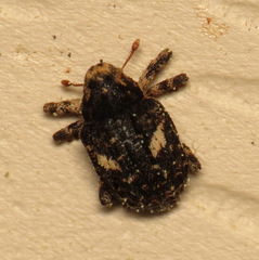 Eubulus bisignatus