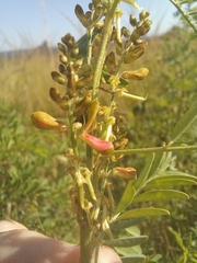 Indigofera arrecta