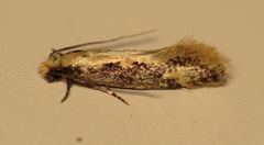 Tinea mandarinella