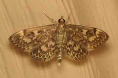 Anania tertialis