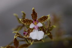 Oncidium leucochilum