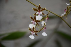 Oncidium leucochilum