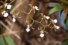 Oncidium leucochilum