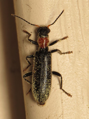 Cymatodera bicolor