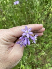 Dichelostemma