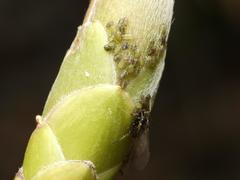 Periphyllus testudinaceus