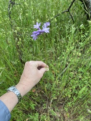 Dichelostemma