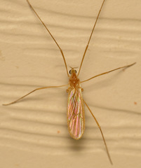 Erioptera