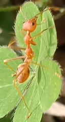 Oecophylla smaragdina