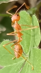 Oecophylla smaragdina