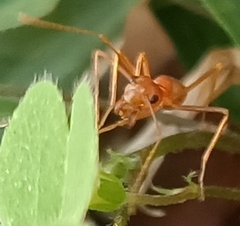 Oecophylla smaragdina