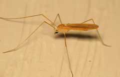 Erioptera