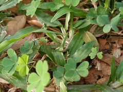 Oecophylla smaragdina