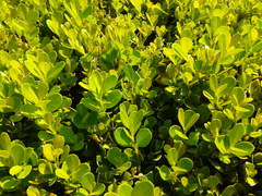 Buxus microphylla