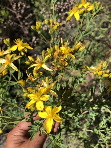 iNaturalist observation photo of Common St. John's Wort