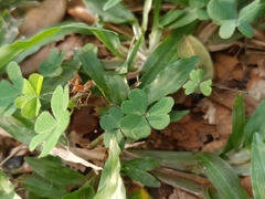 Oecophylla smaragdina