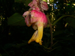 Drymonia coccinea