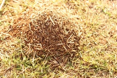 Microhodotermes viator