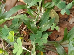 Oecophylla smaragdina