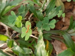 Oecophylla smaragdina