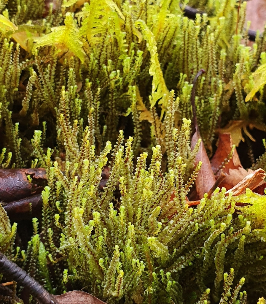 Anastrepta orcadensis