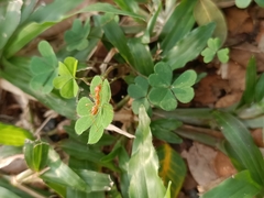Oecophylla smaragdina