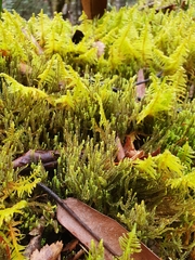 Anastrepta orcadensis