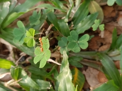 Oecophylla smaragdina