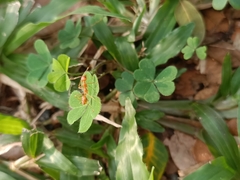 Oecophylla smaragdina