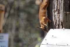 Sciurus vulgaris