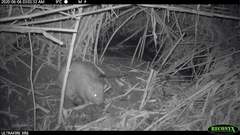 Thryonomys swinderianus