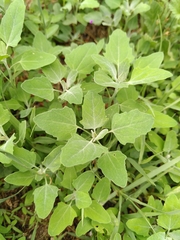 Chenopodium album