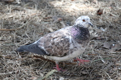 Columba livia domestica