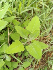 Chenopodium album