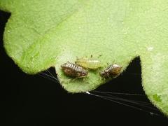 Periphyllus testudinaceus