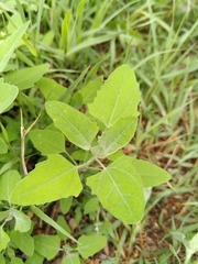 Chenopodium album