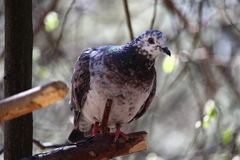 Columba livia domestica