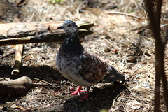 Columba livia domestica