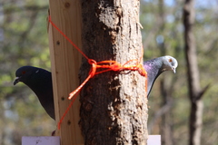 Columba livia domestica