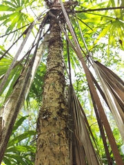 Cryosophila stauracantha